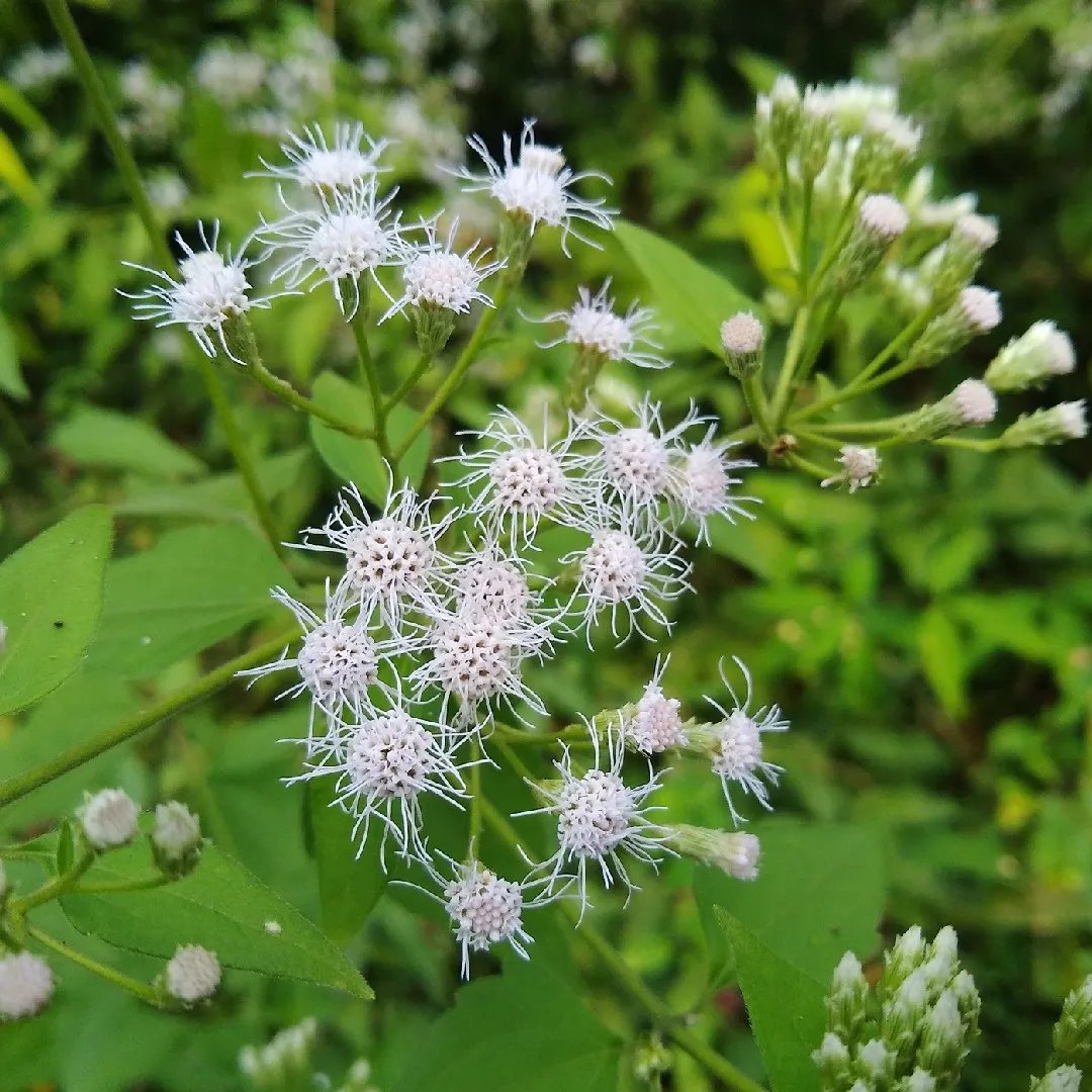 Chromolaena odorata